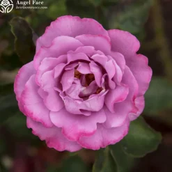 Fragrant Favorites Collection