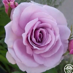 Fragrant Lavender Simplicity®