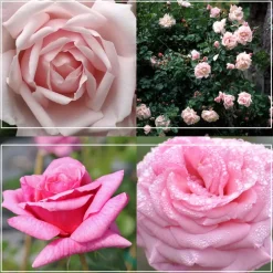 Fragrant Pink Climber Collection II