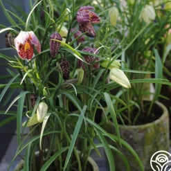 Fritillaria Meleagris Mix