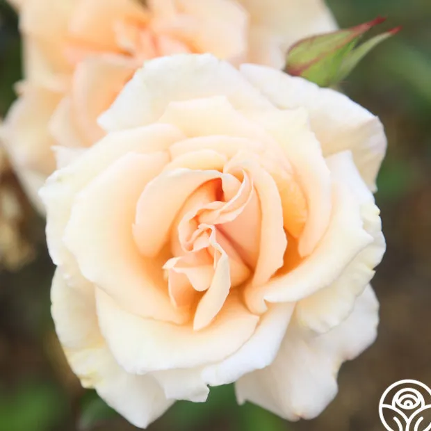 Gentle Persuasion™