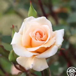 Gentle Persuasion™