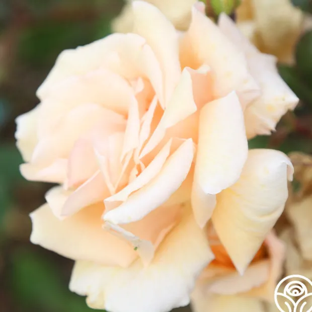 Gentle Persuasion™