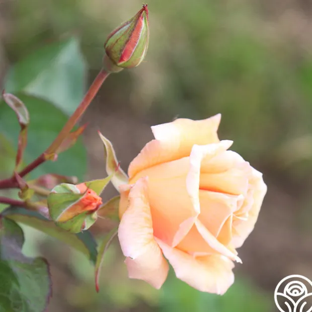 Gentle Persuasion™