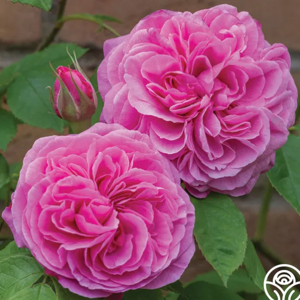 Gertrude Jekyll®