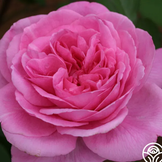 Gertrude Jekyll®