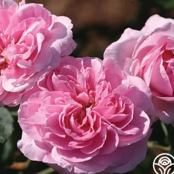 Gertrude Jekyll®
