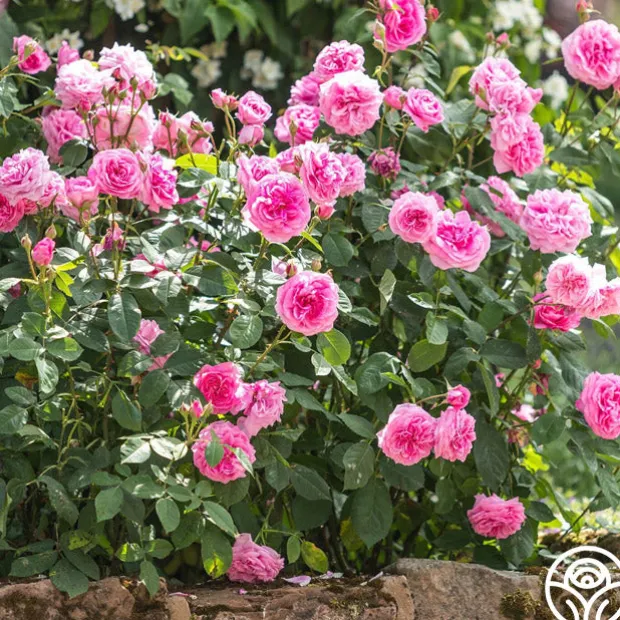 Gertrude Jekyll®
