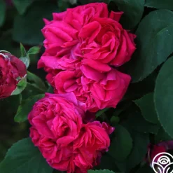 Général Washington