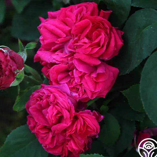 Général Washington