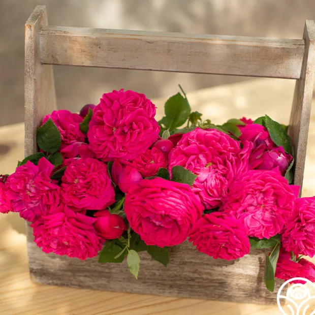 Général Washington