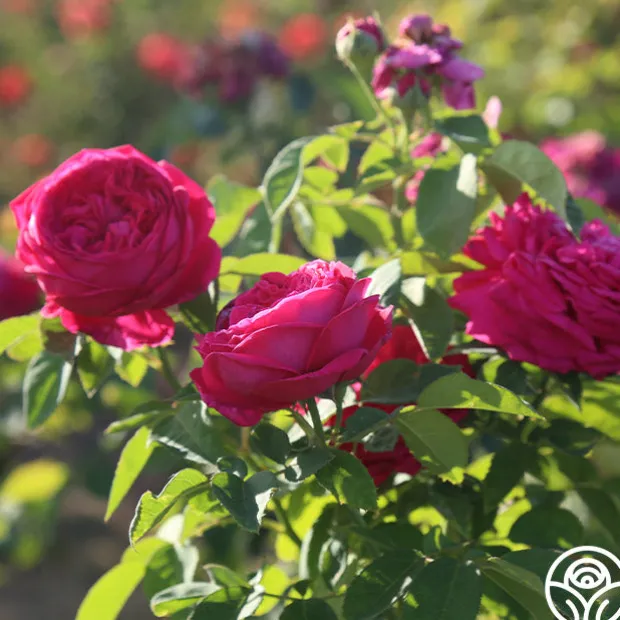 Général Washington