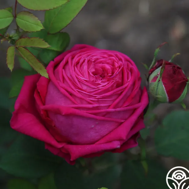 Général Washington