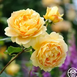 Golden Celebration®