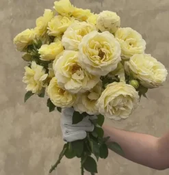 Good Ol' Summertime™