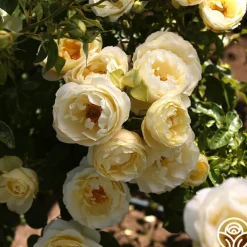 Good Ol' Summertime™