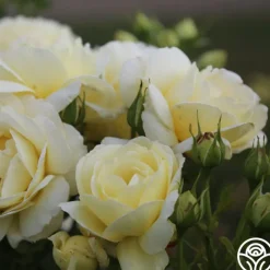 Good Ol' Summertime™