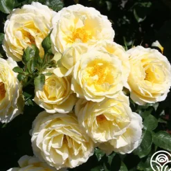 Good Ol' Summertime™