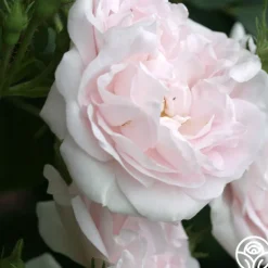 Great Maiden's Blush