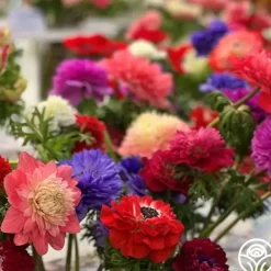 Italian Anemone Pastel Mix