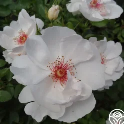 Jacqueline du Pré™