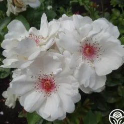 Jacqueline du Pré™