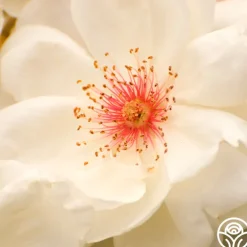 Jacqueline du Pré™