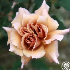 Julia's Rose®