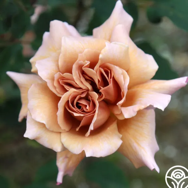 Julia's Rose®