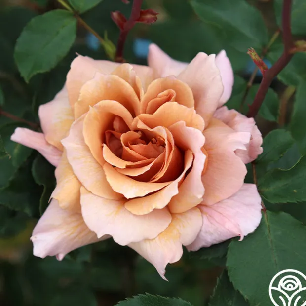 Julia's Rose®