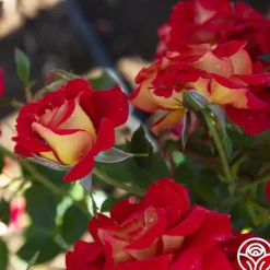 Ketchup & Mustard™