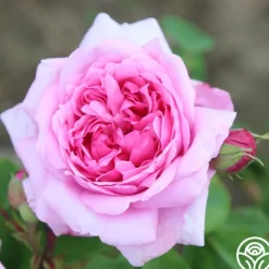 La Ville de Bruxelles