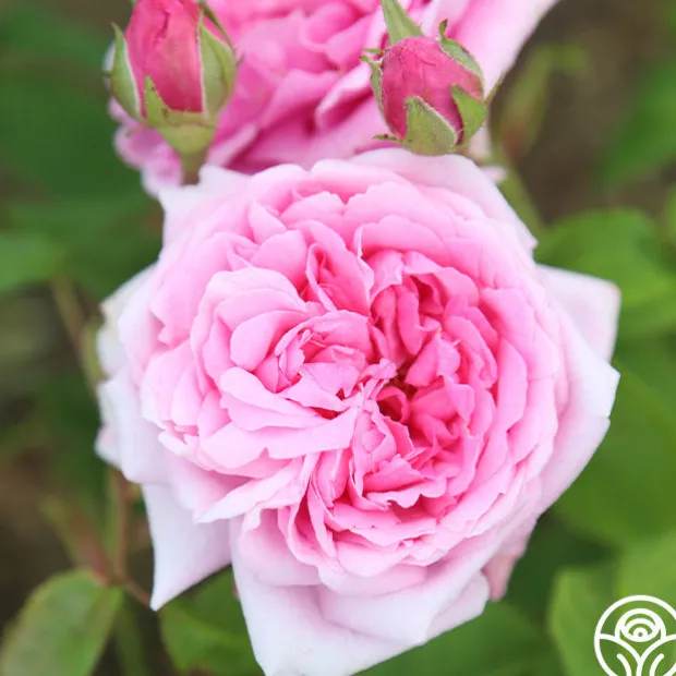 La Ville de Bruxelles