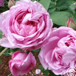 La Ville de Bruxelles