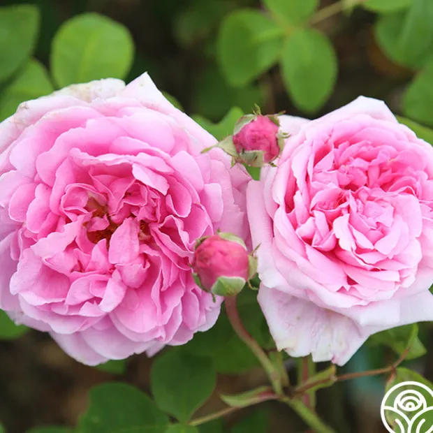 La Ville de Bruxelles