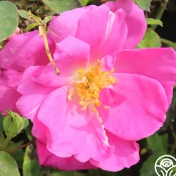 Lavender Floorshow®