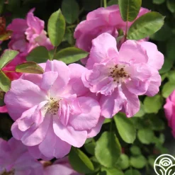 Lavender Floorshow®