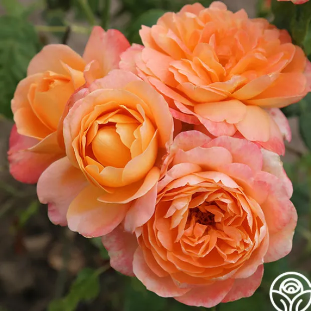 Lawrence Of Arabia™