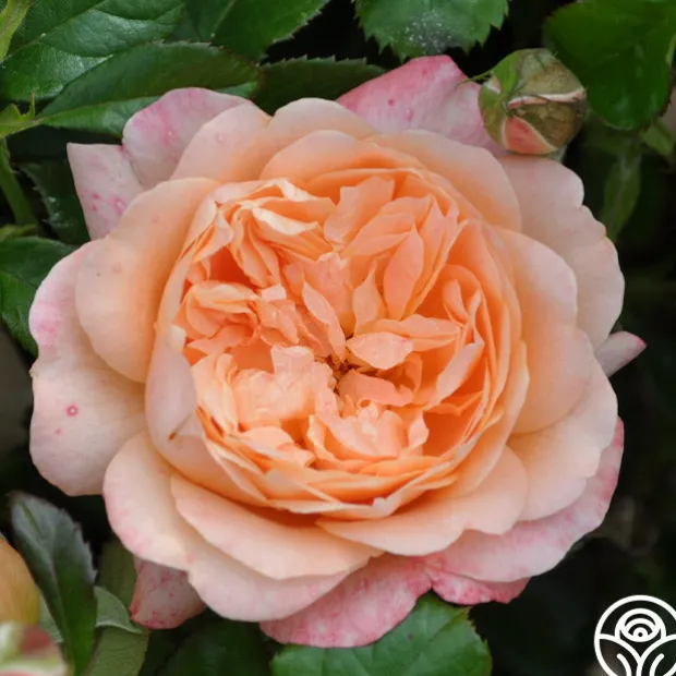 Lawrence Of Arabia™