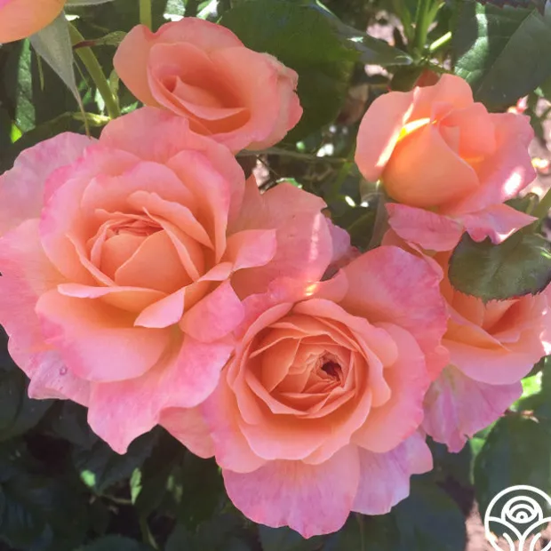 Lawrence Of Arabia™