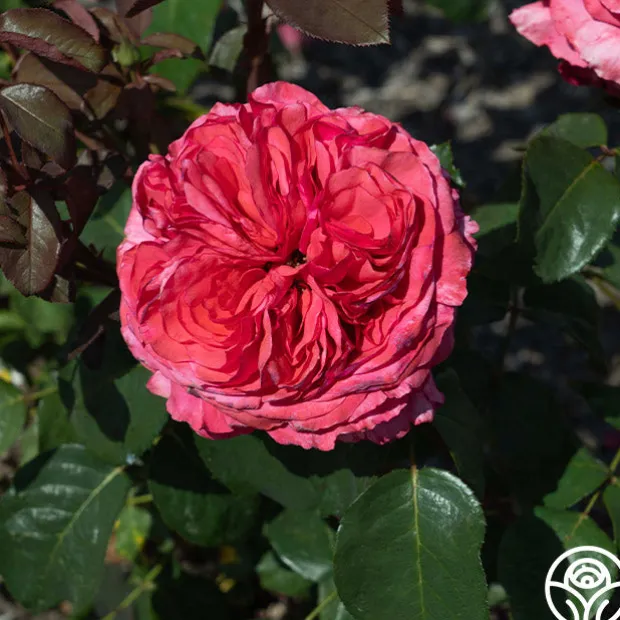 Loves Me, Loves Me Not™