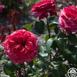 Loves Me, Loves Me Not™