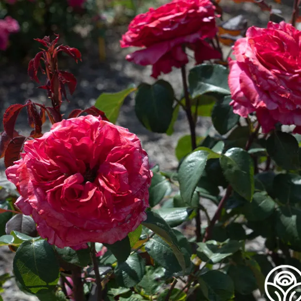 Loves Me, Loves Me Not™