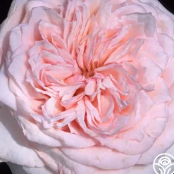 Magnificent Perfume™