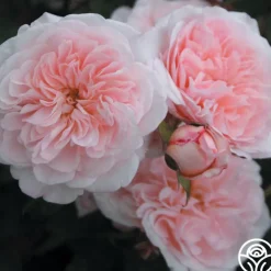 Magnificent Perfume™