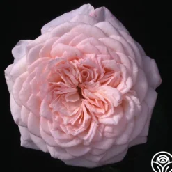 Magnificent Perfume™