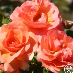 Midsummer Night's Dream™