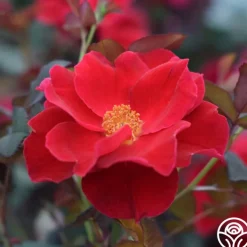 Miracle On The Hudson®