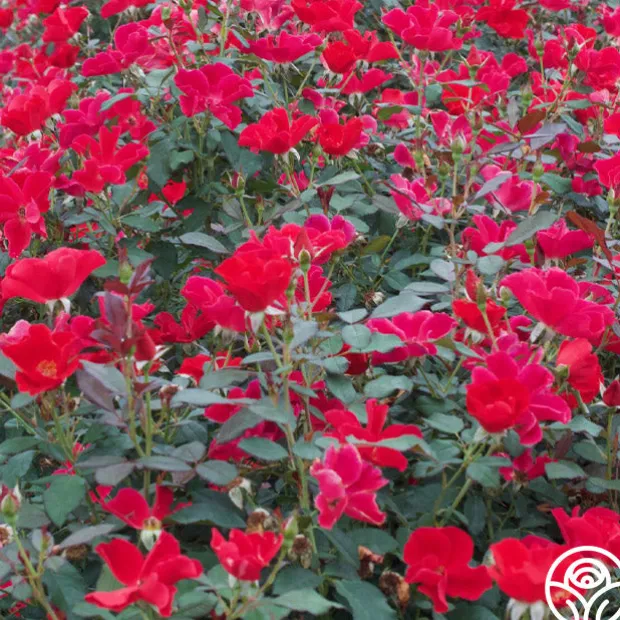 Miracle On The Hudson®