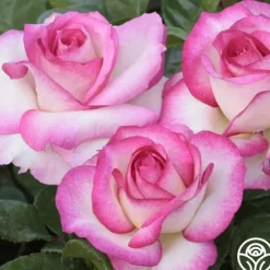 Miss Congeniality™